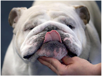 Bulldog!.... Punto di non ritorno...