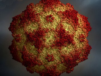 Nuovo ceppo di Parvovirosi