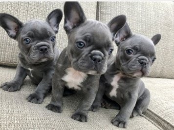 Bouledogue Francese a Pelo Lungo? Razza o Variante?