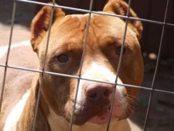 Lo strano caso dei pit Bull