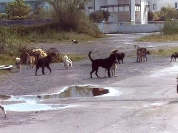 SEI A FAVORE DELLA STERILIZZAZIONE OBBLIGATORIA PER I RANDAGI?