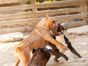 Se ne dicono tante... Sul Pit Bull