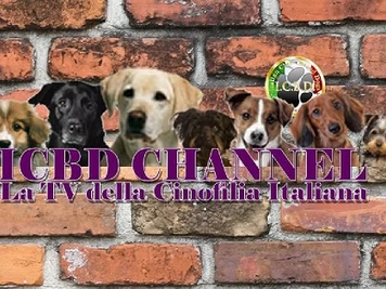 ICBD CHANNEL la vera Webtv