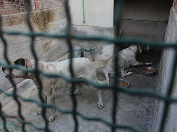 Bimbo sbranato a Mascalucia da due Doghi Argentini....