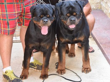 Rottweirlino!!! Rott o Carlino?