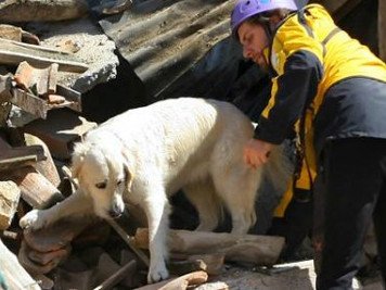 Cani nei Terremoti